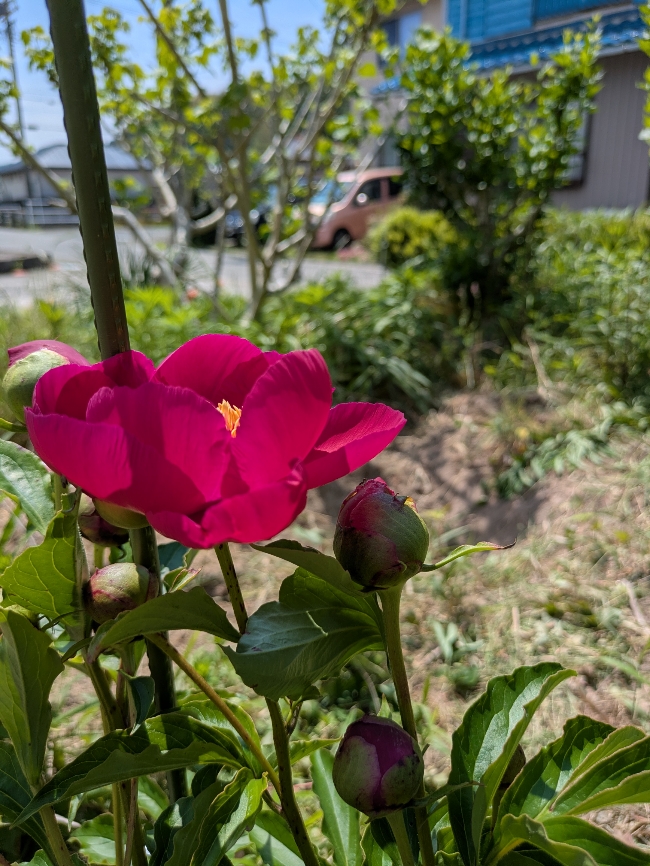 花７.jpg