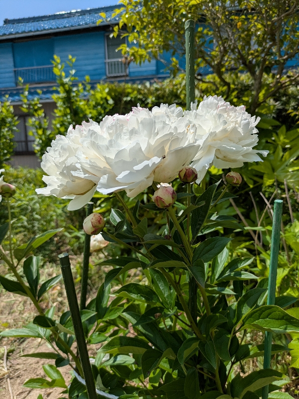 花６.jpg