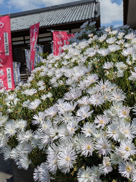 花５.jpg