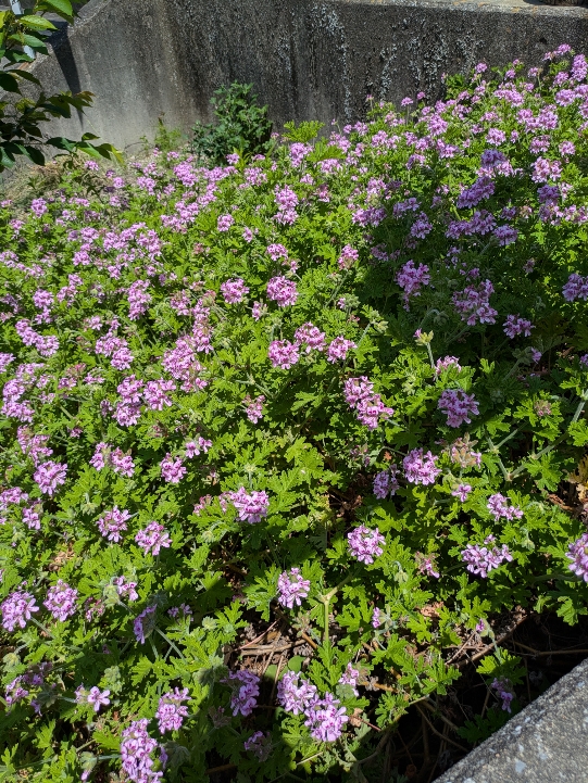 花４.jpg