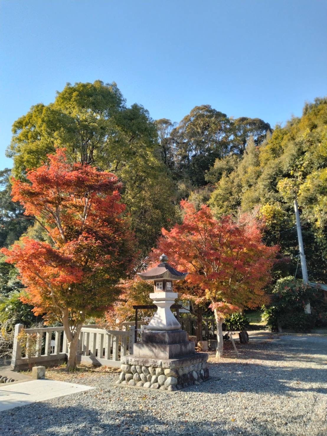 境内の紅葉の写真