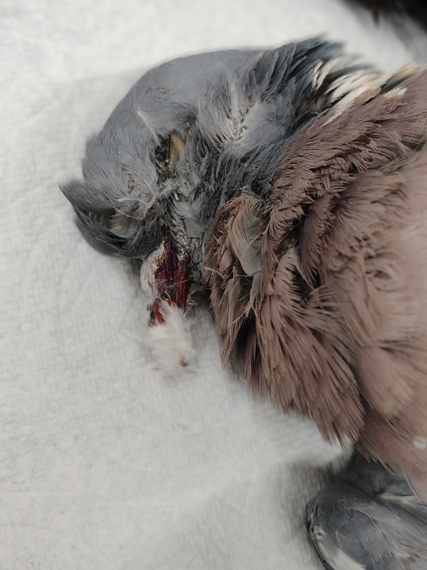 森鳩2026