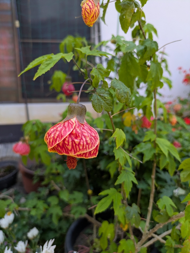 花３.jpg