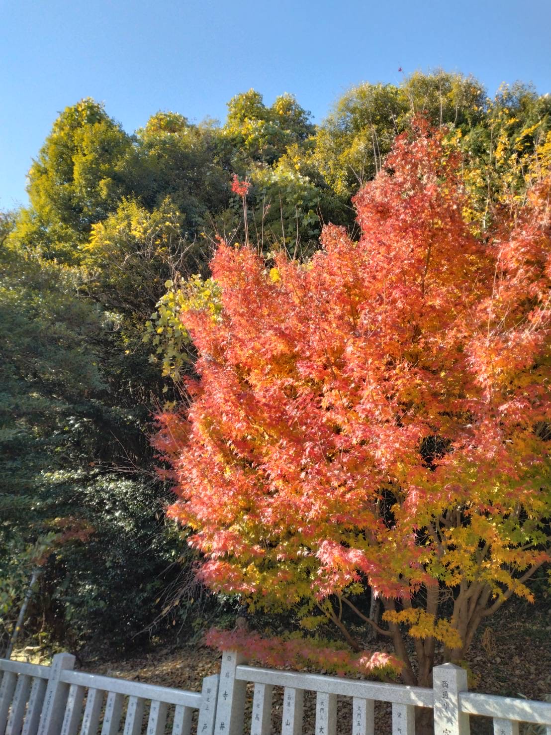 境内の紅葉の写真