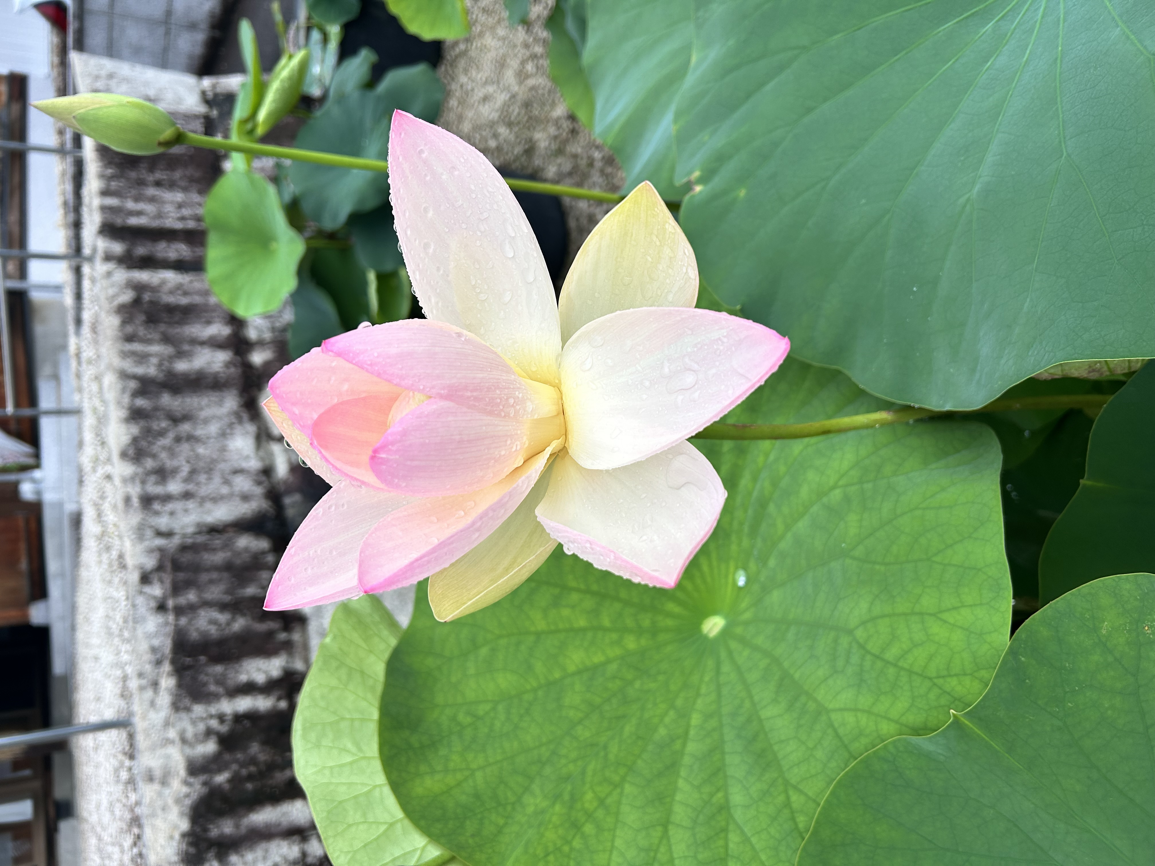 蓮　花