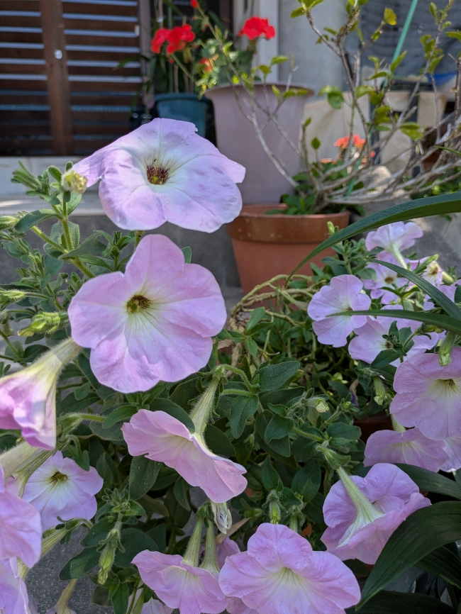 花２.jpg