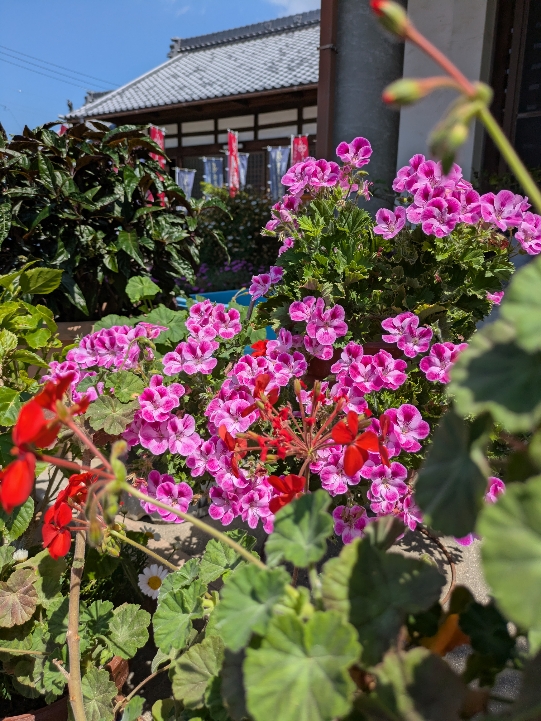 花１.jpg