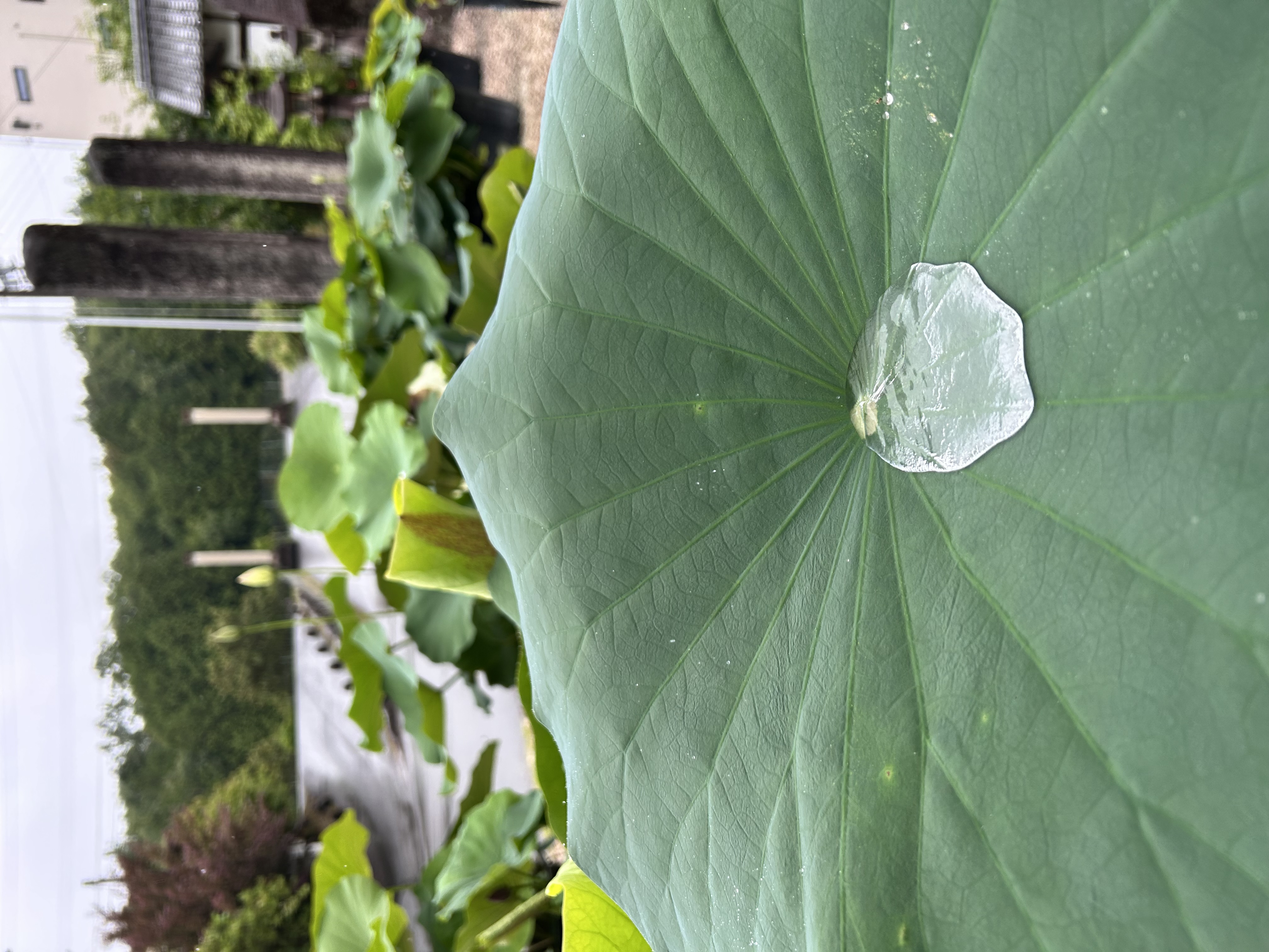 蓮　雨