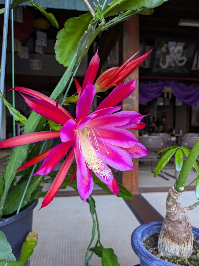 花８.jpg